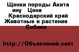 Щенки породы Акита-ину › Цена ­ 35 000 - Краснодарский край Животные и растения » Собаки   